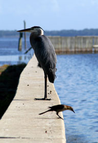 Blue Heron Image